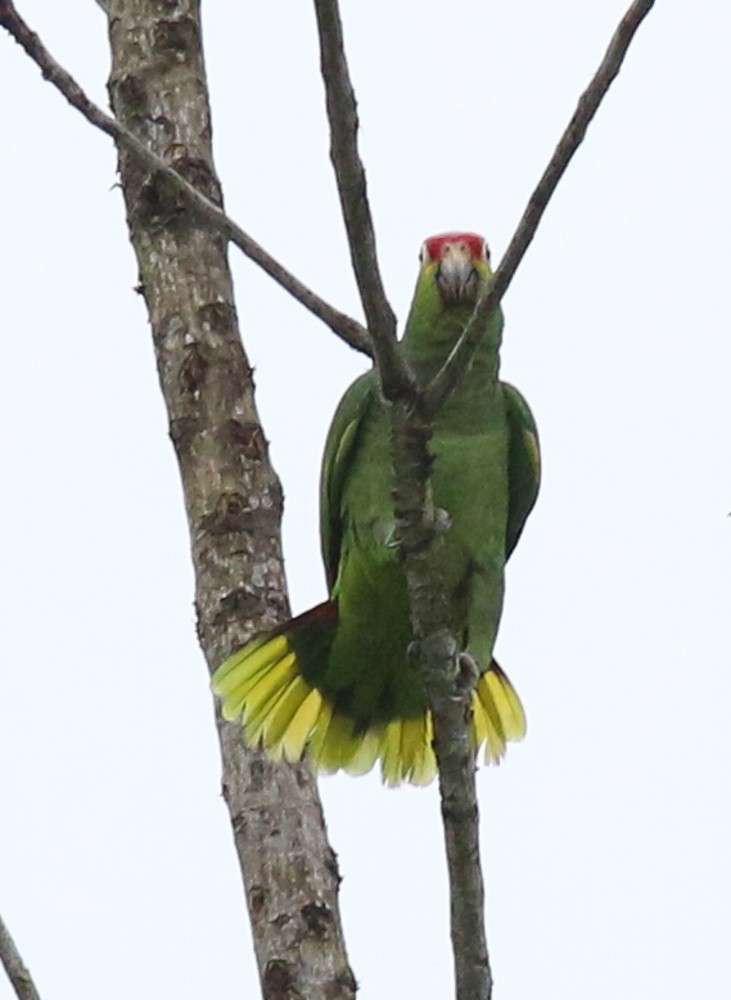 Red-lored Amazon - ML628002762