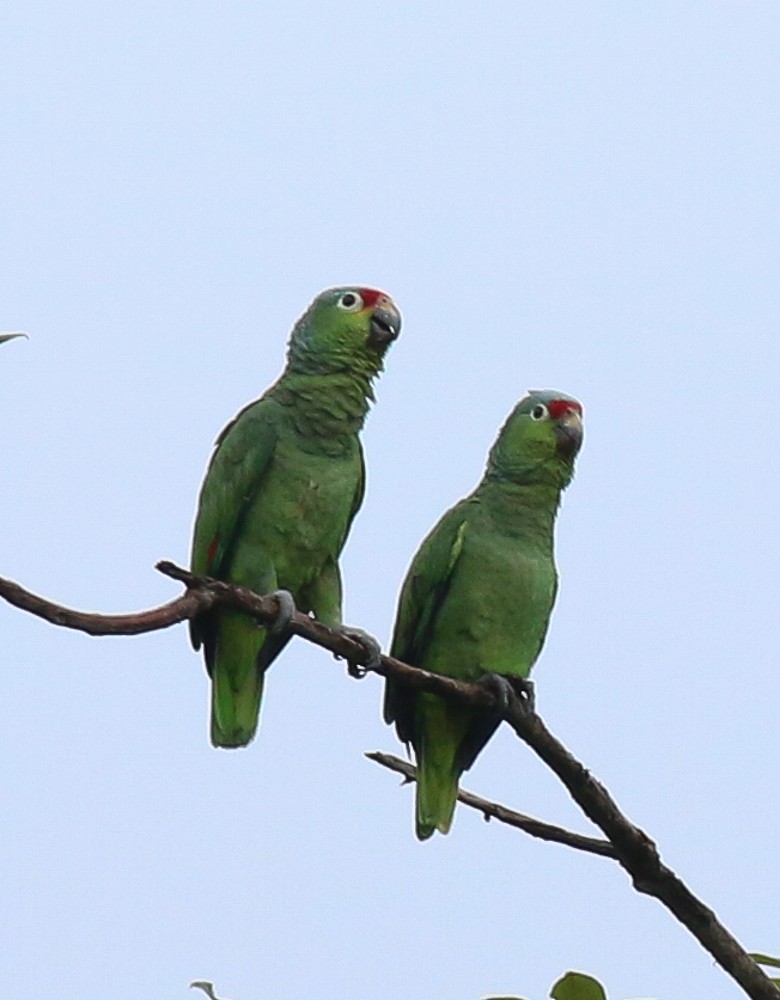 Red-lored Amazon - ML628002763