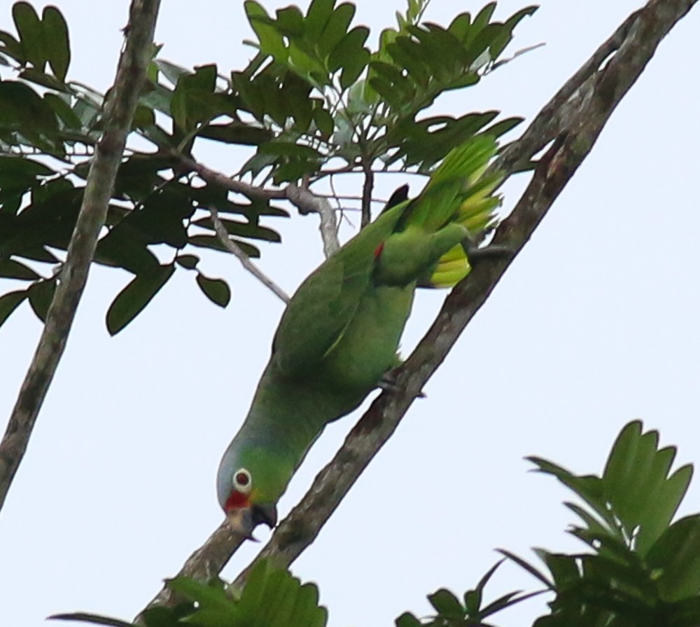 Red-lored Amazon - ML628002764