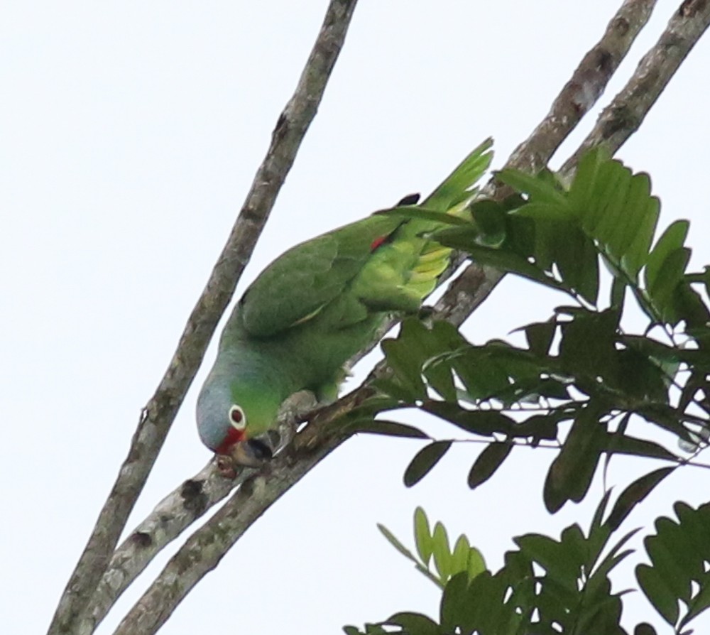 Red-lored Amazon - ML628002765