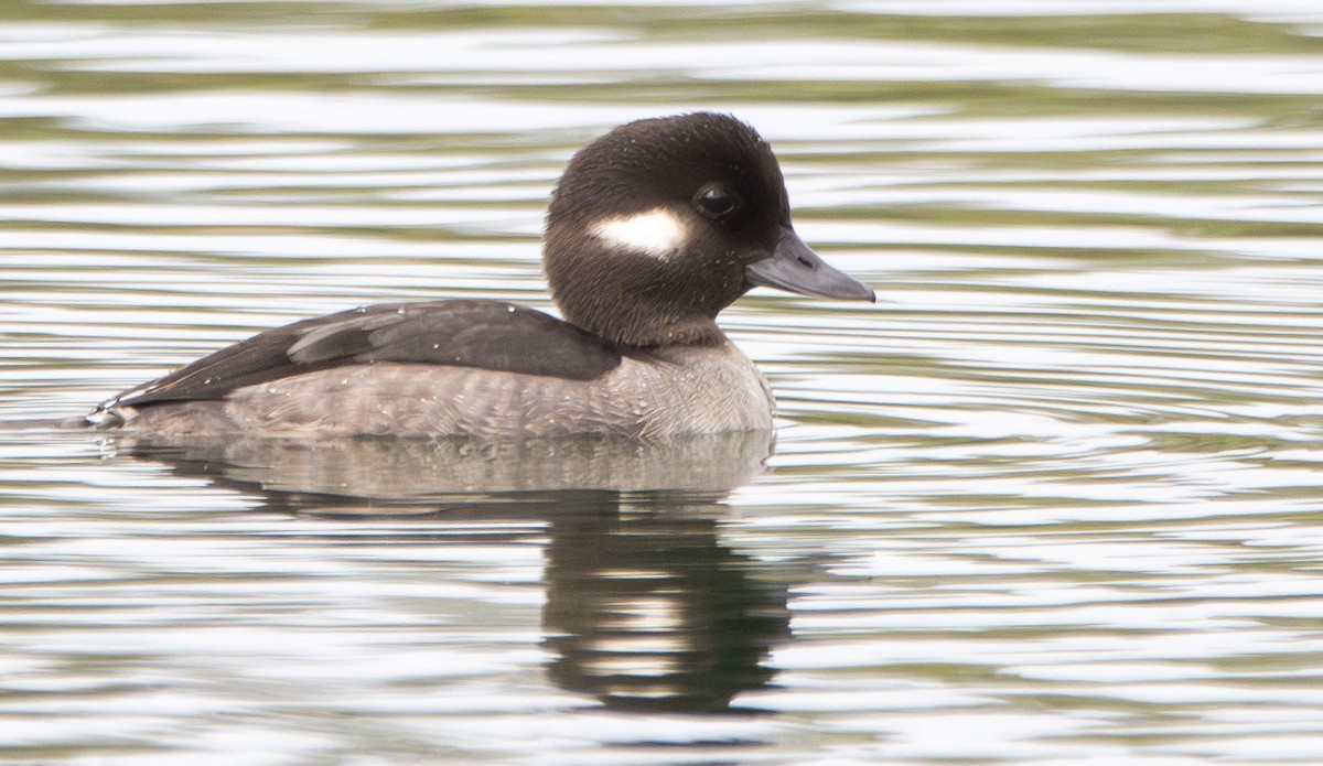 Bufflehead - ML628002782