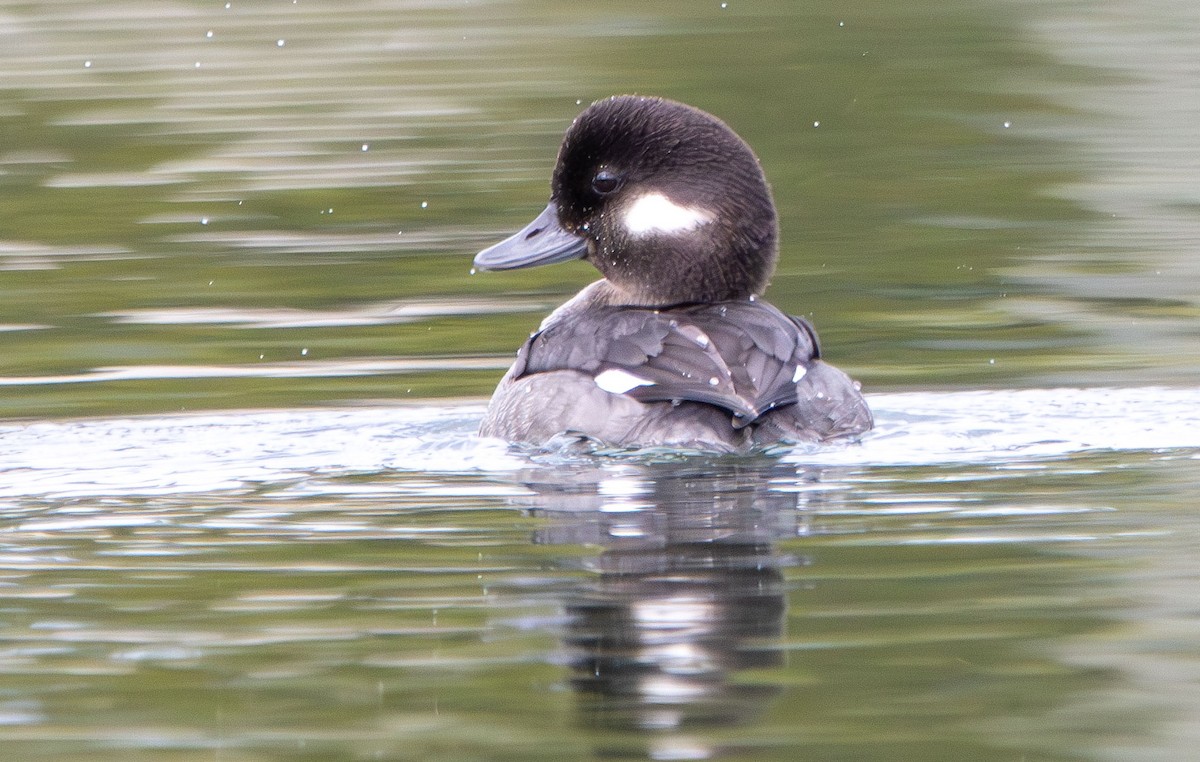 Bufflehead - ML628002786