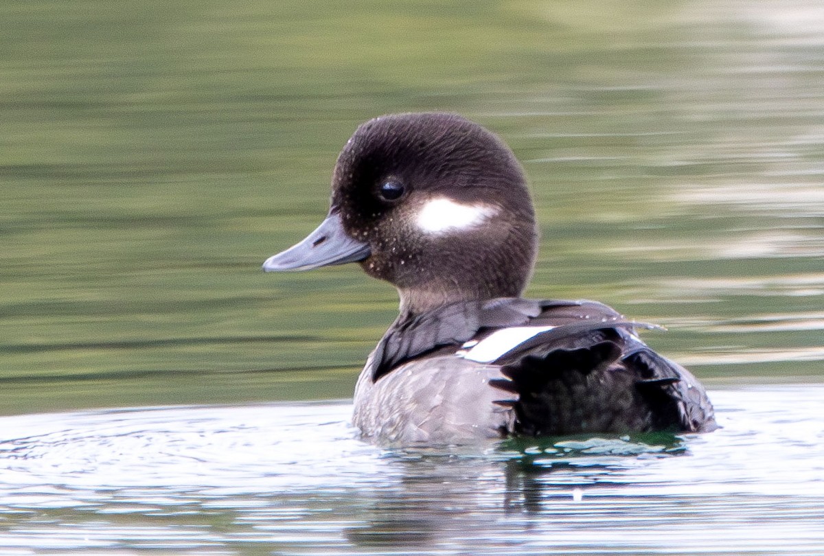 Bufflehead - ML628002787