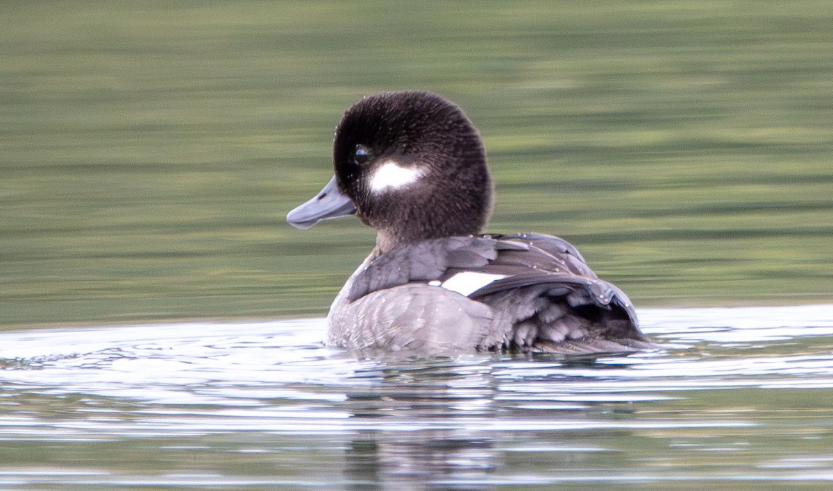 Bufflehead - ML628002788