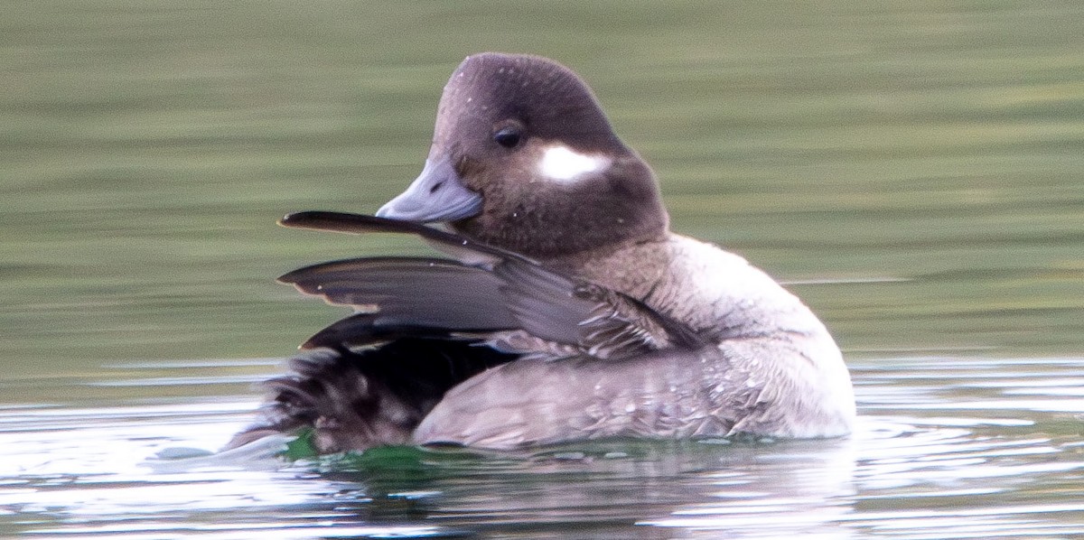 Bufflehead - ML628002790