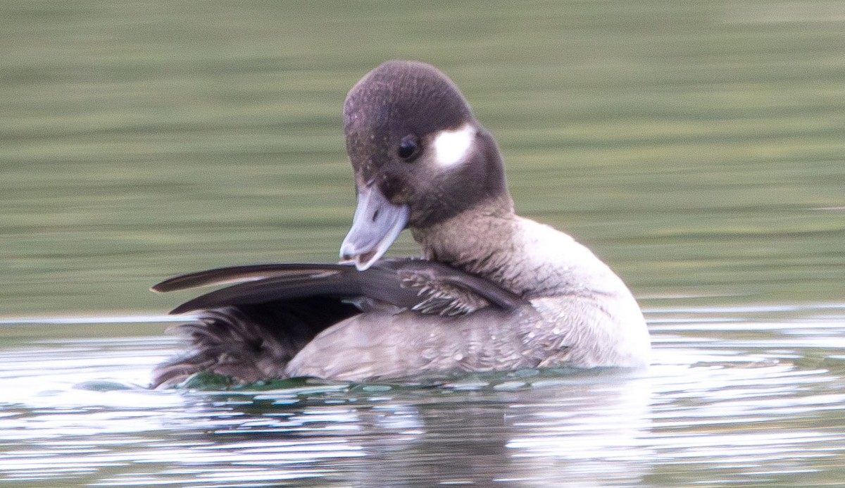 Bufflehead - ML628002791