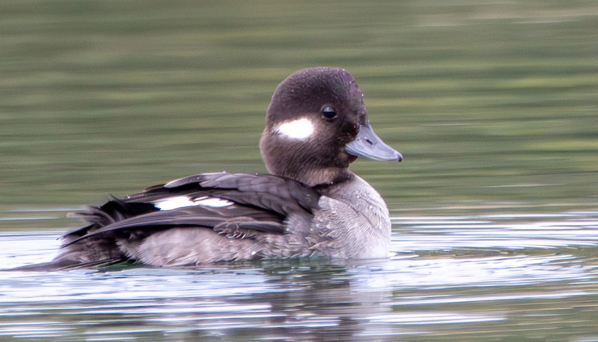 Bufflehead - ML628002792