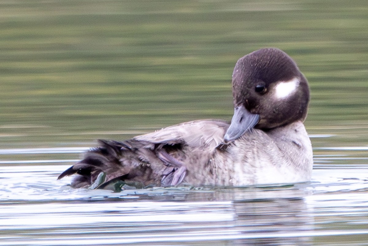 Bufflehead - ML628002793