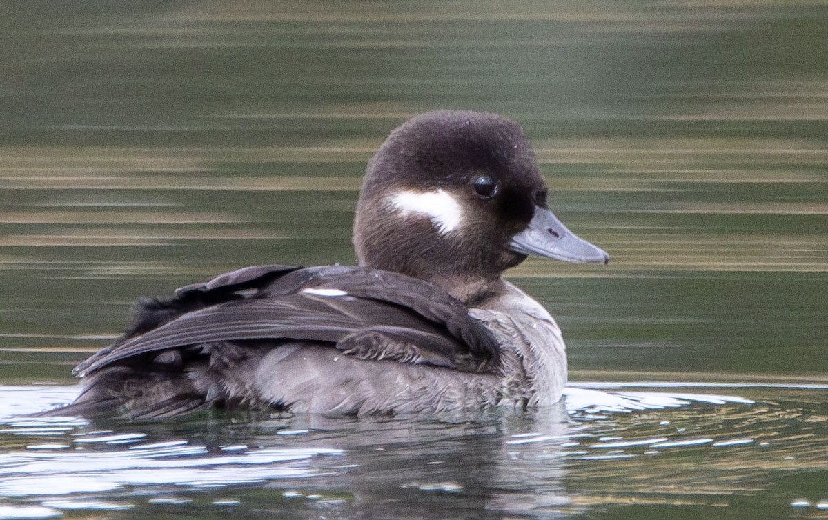 Bufflehead - ML628002794