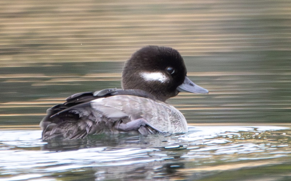 Bufflehead - ML628002795