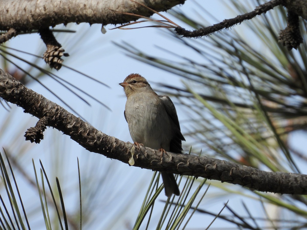 Chipping Sparrow - ML628002806