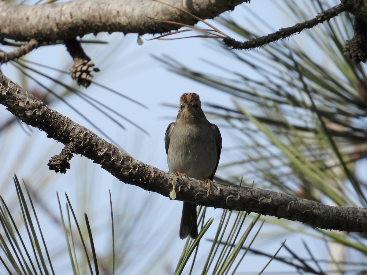 Chipping Sparrow - ML628002808