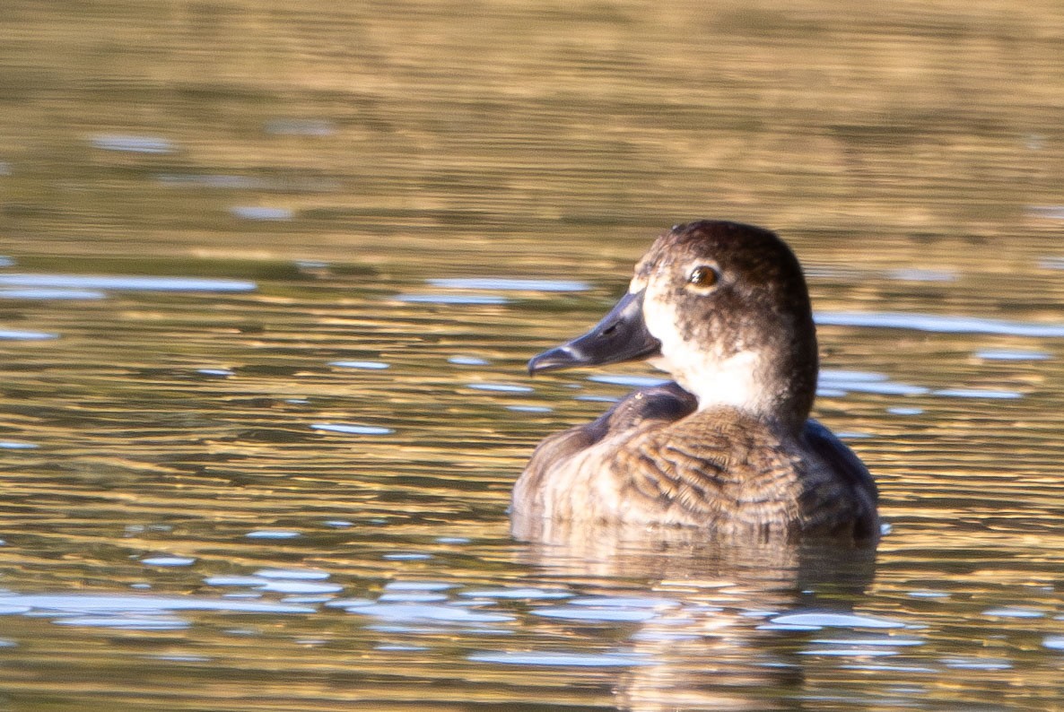 Ring-necked Duck - ML628002878