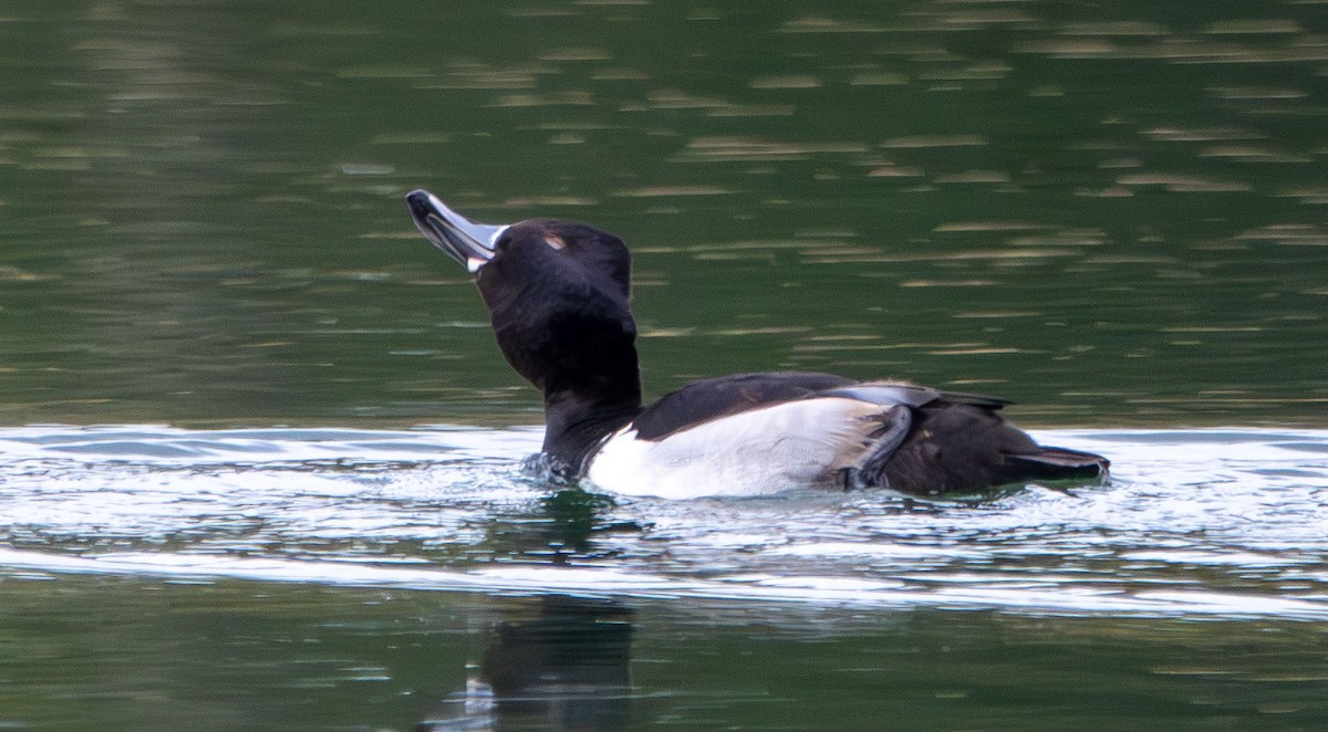 Ring-necked Duck - ML628002887