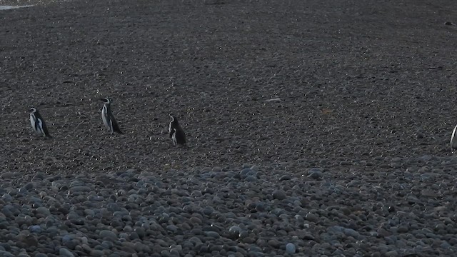 Magellanic Penguin - ML628002904