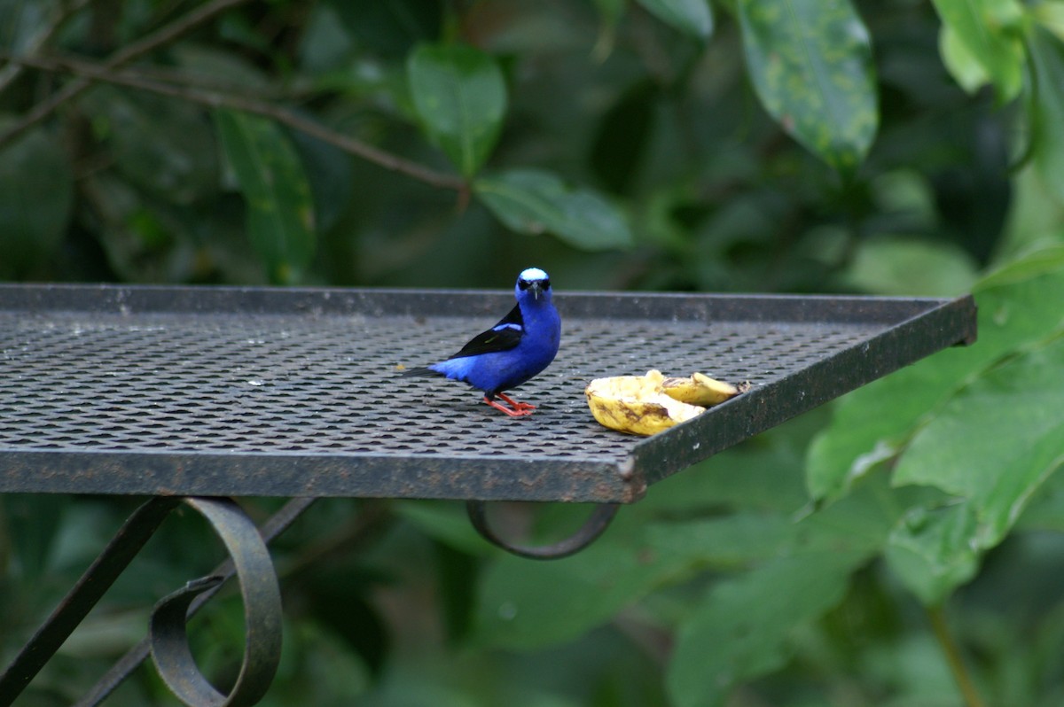 Red-legged Honeycreeper - ML628002928