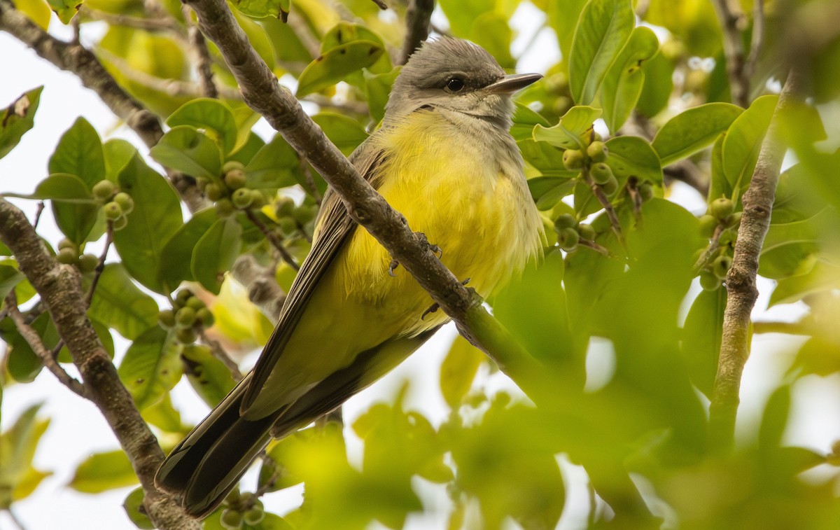 Western Kingbird - ML628002930