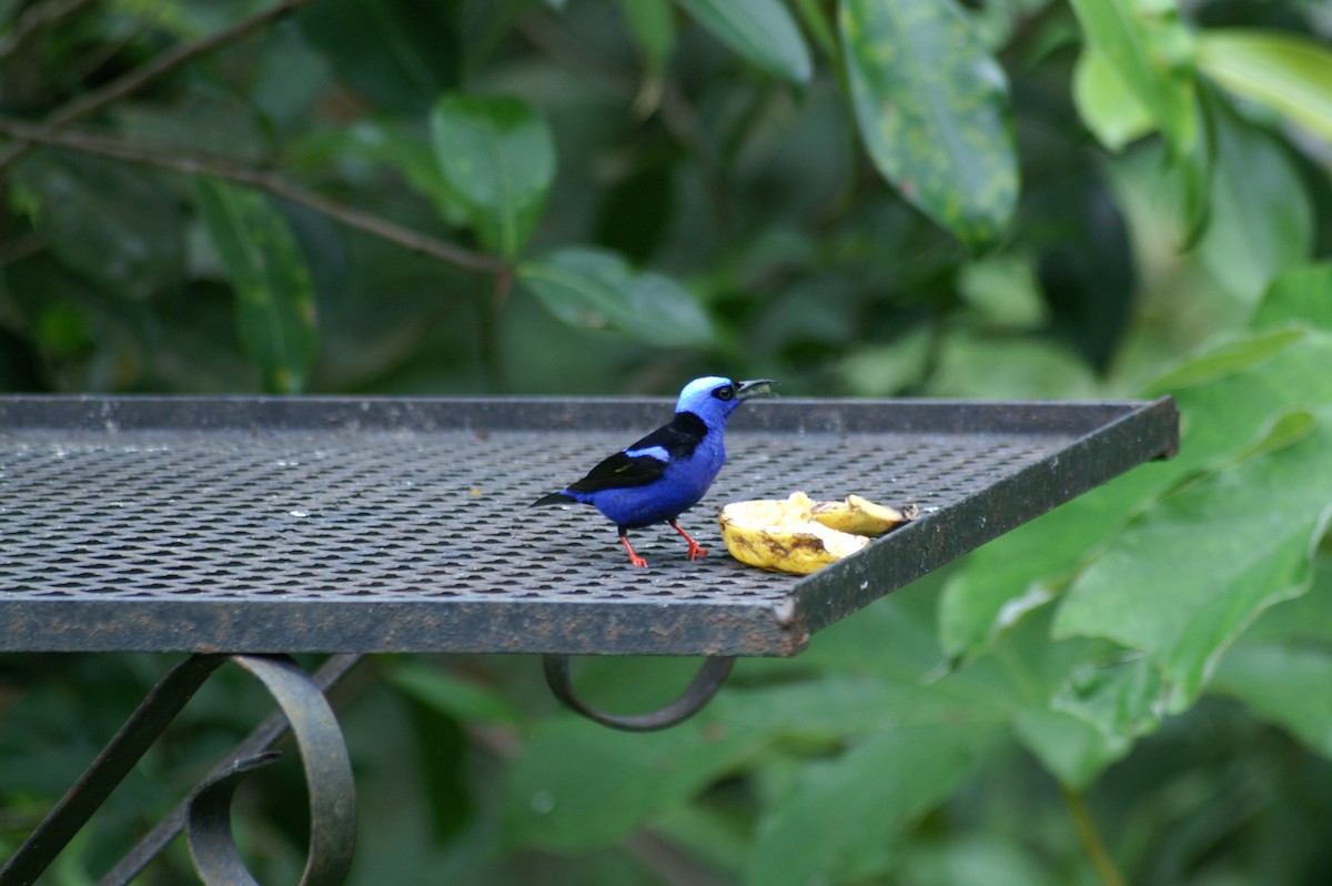 Red-legged Honeycreeper - ML628002935