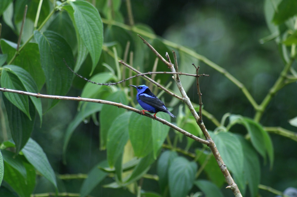 Red-legged Honeycreeper - ML628002936