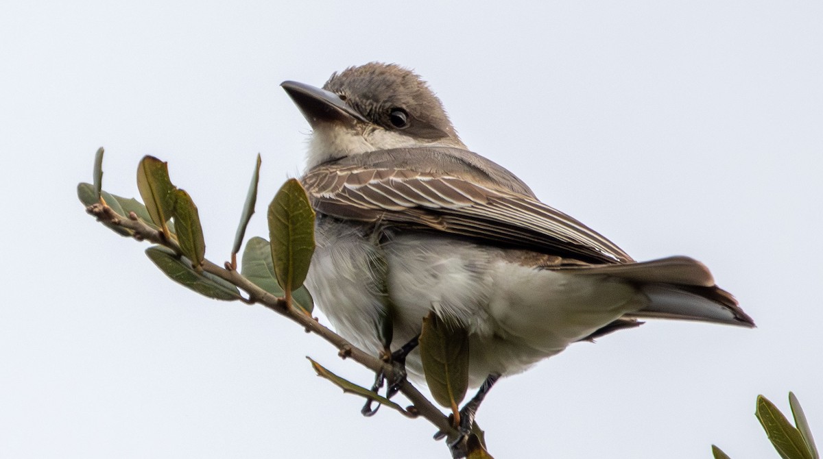 Gray Kingbird - ML628002939