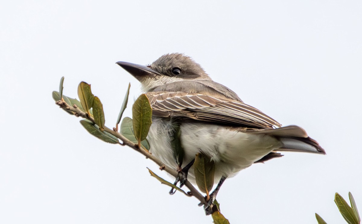 Gray Kingbird - ML628002940