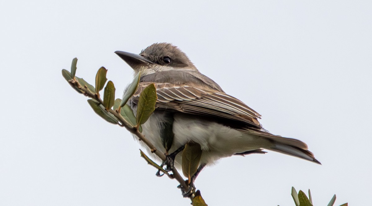 Gray Kingbird - ML628002941