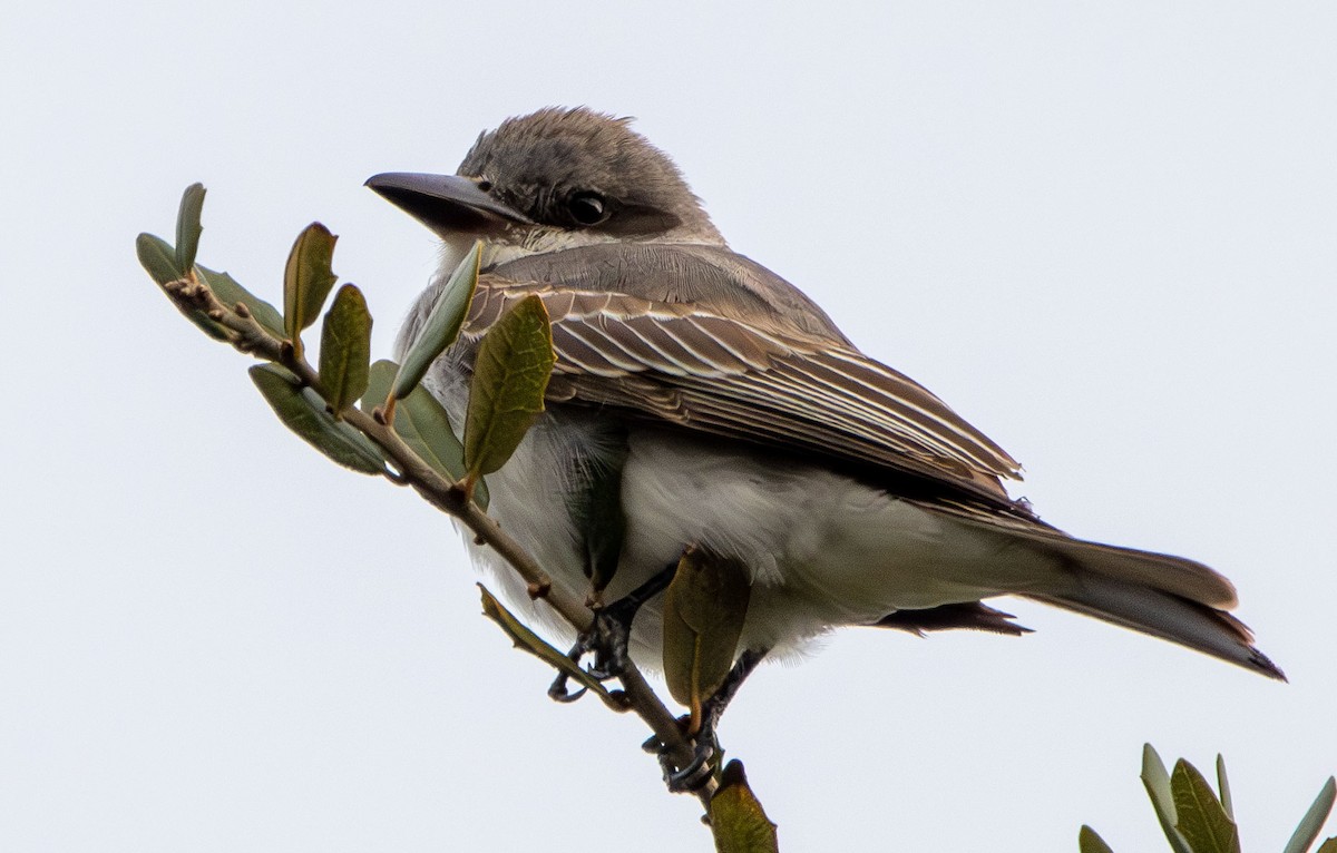 Gray Kingbird - ML628002942