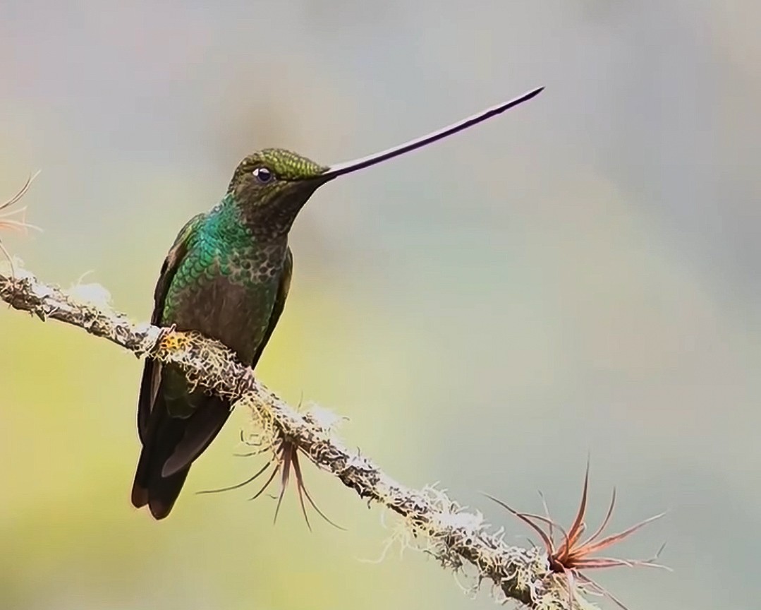 Sword-billed Hummingbird - ML628002943