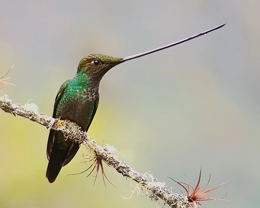 Sword-billed Hummingbird - ML628002944