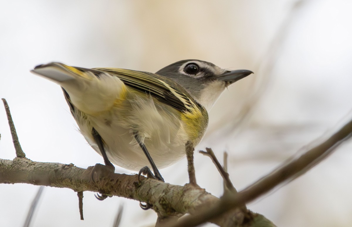 Blue-headed Vireo - ML628002946