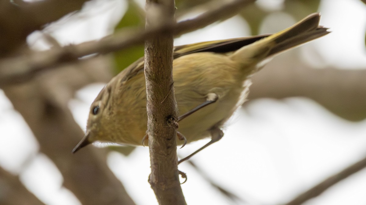 Ruby-crowned Kinglet - ML628002957