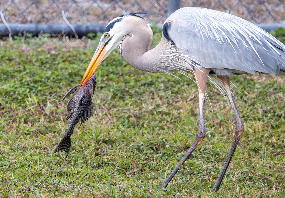 Great Blue Heron - ML628002973