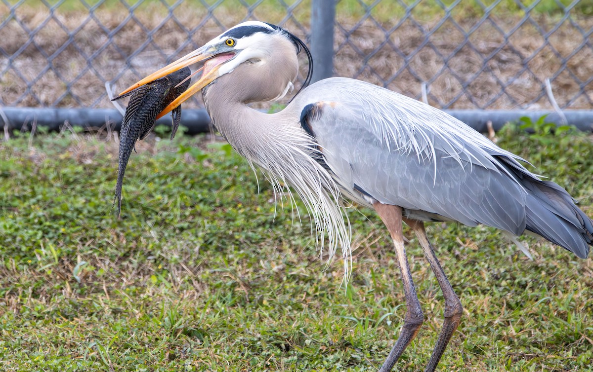 Great Blue Heron - ML628002974