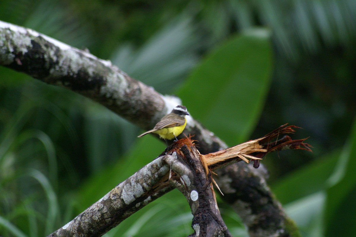 Rusty-margined Flycatcher - ML628002989