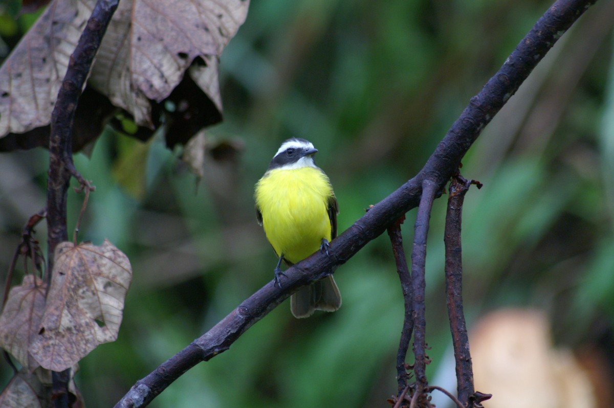 Rusty-margined Flycatcher - ML628002992