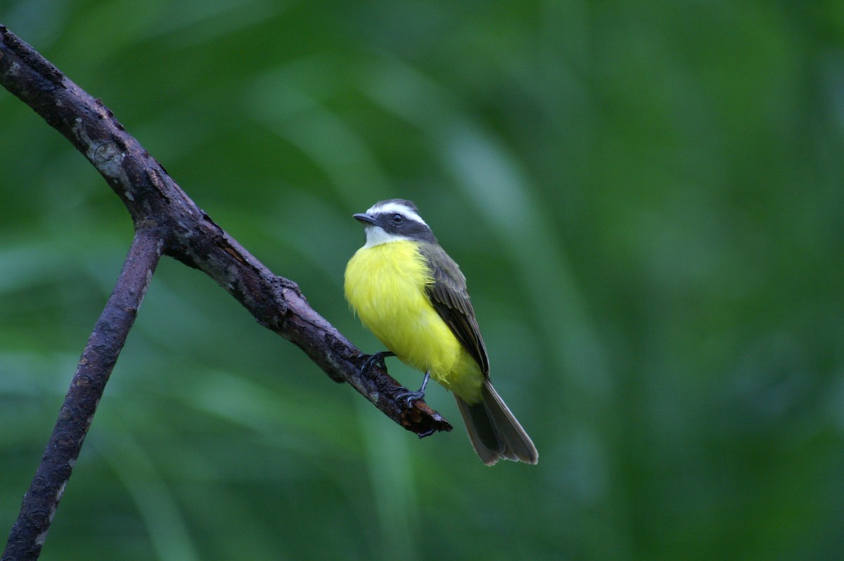 Rusty-margined Flycatcher - ML628002993