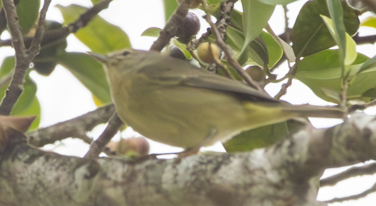 Orange-crowned Warbler - ML628002997