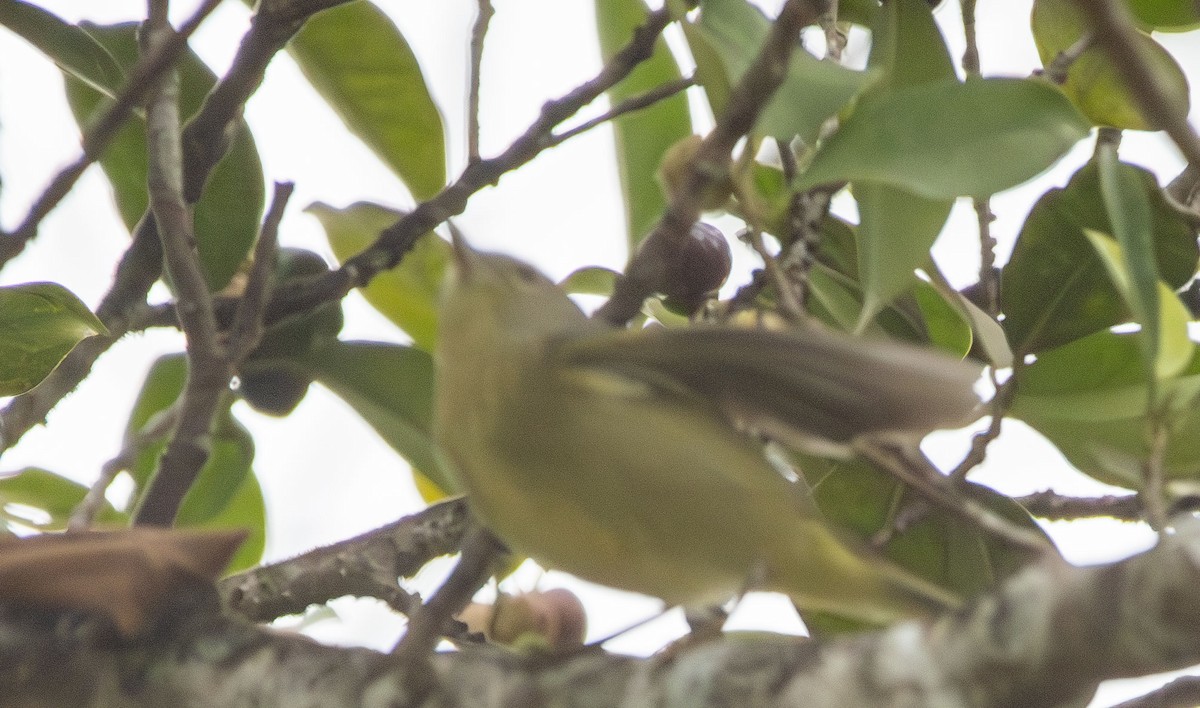 Orange-crowned Warbler - ML628002998