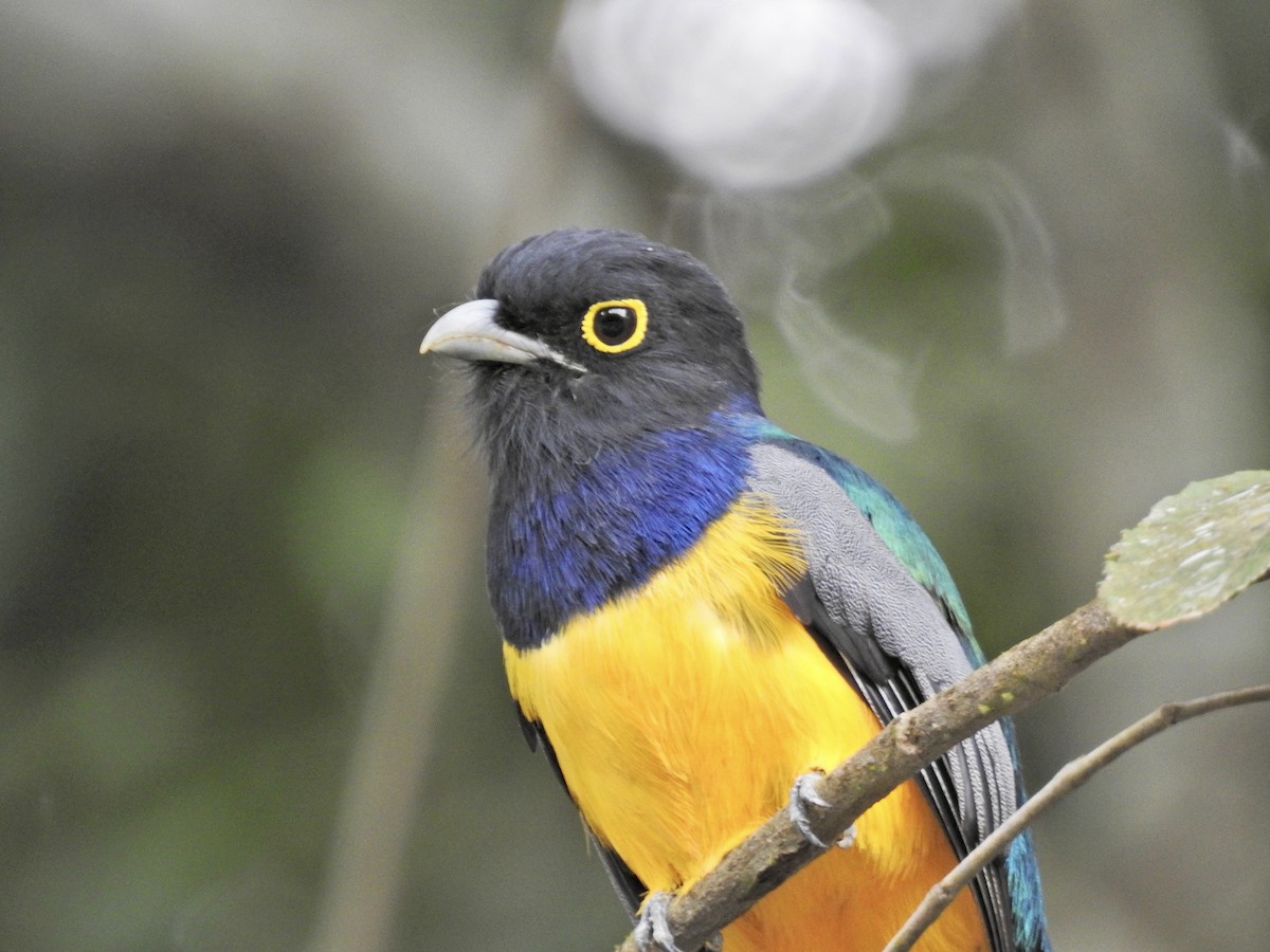 Gartered Trogon - ML628002999