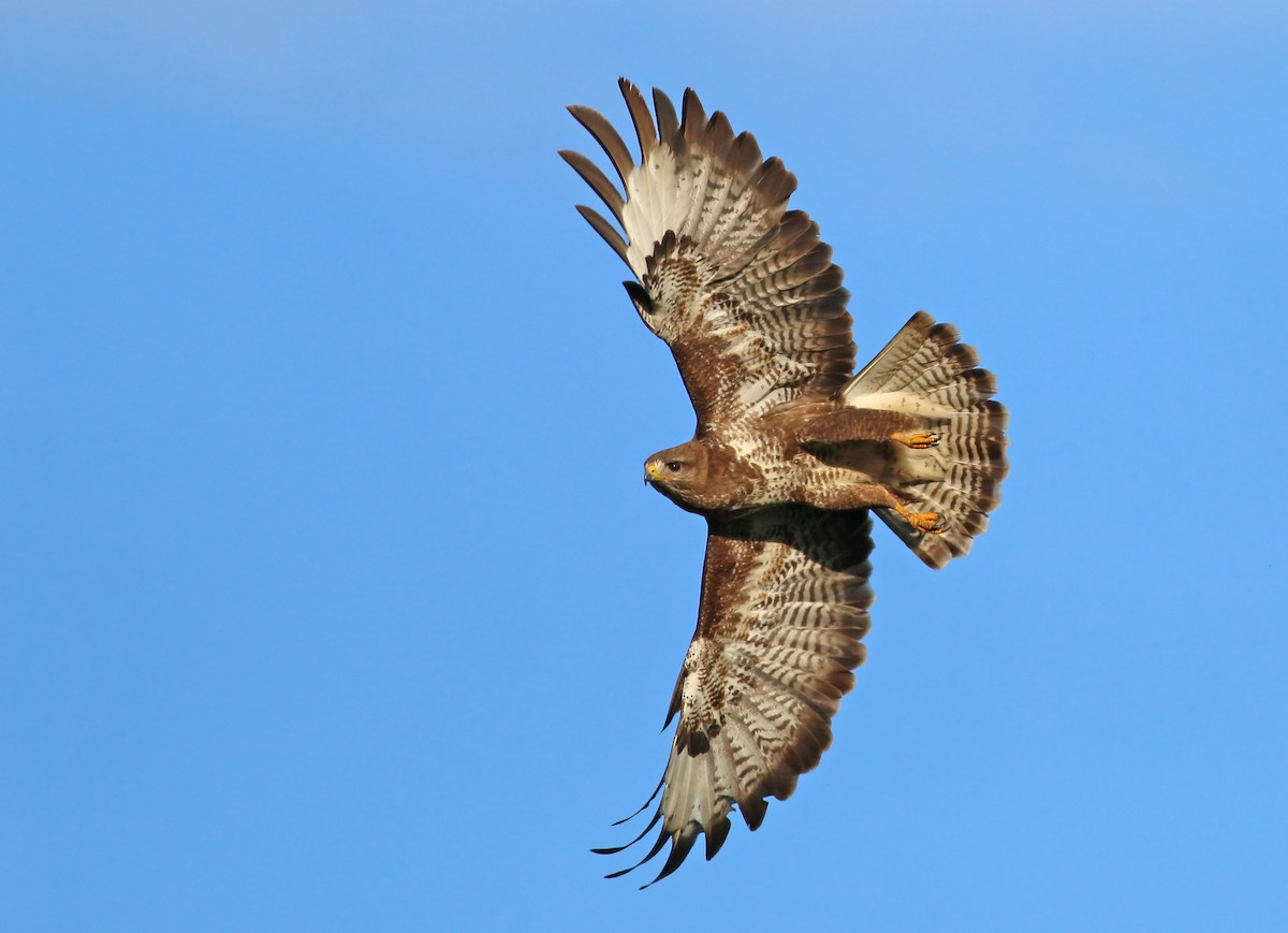 Common Buzzard - ML628003003