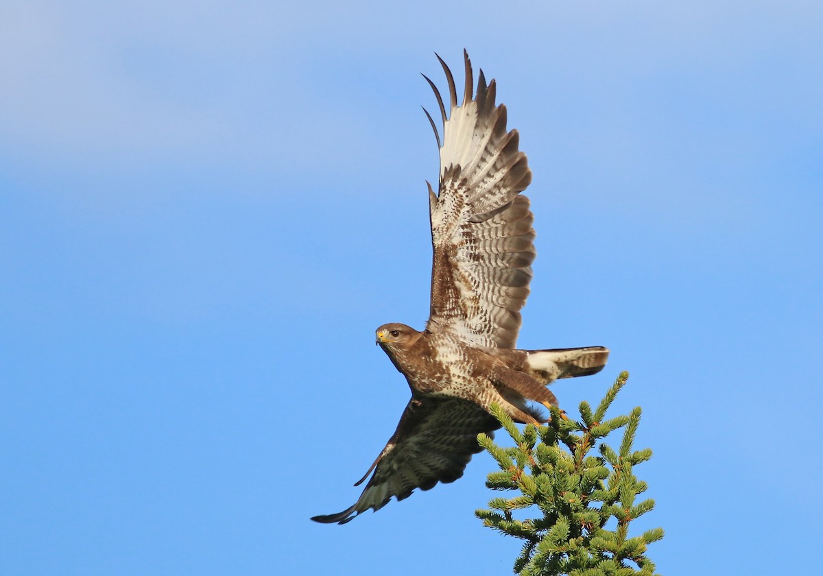 Common Buzzard - ML628003004