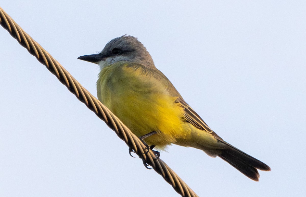 Tropical Kingbird - ML628003014