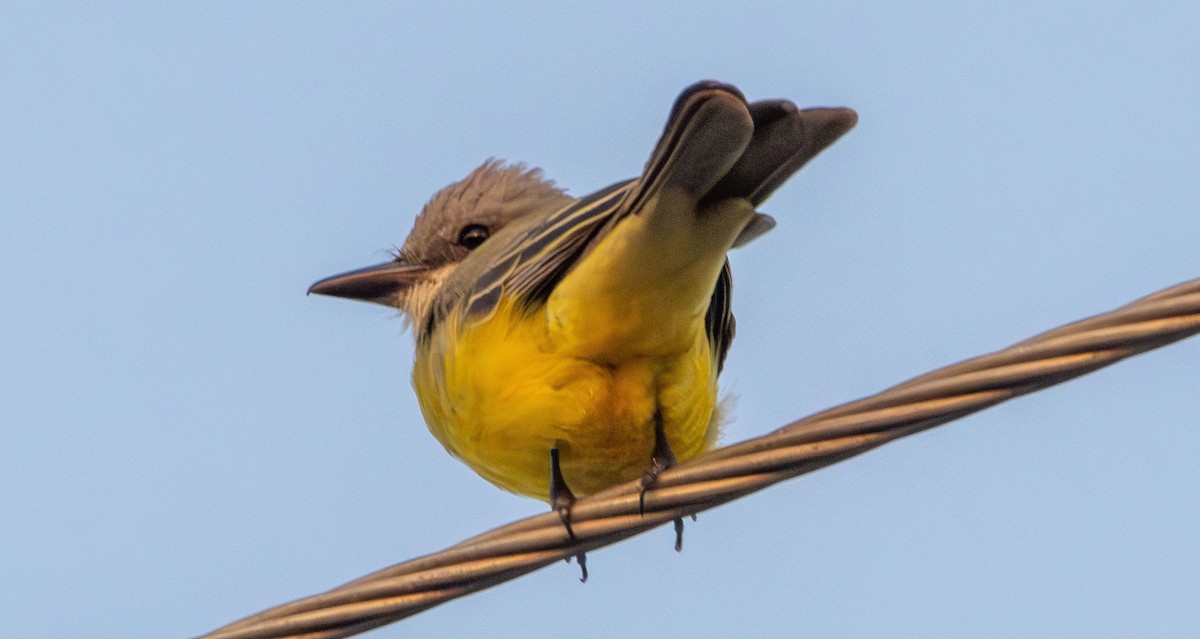 Tropical Kingbird - ML628003017