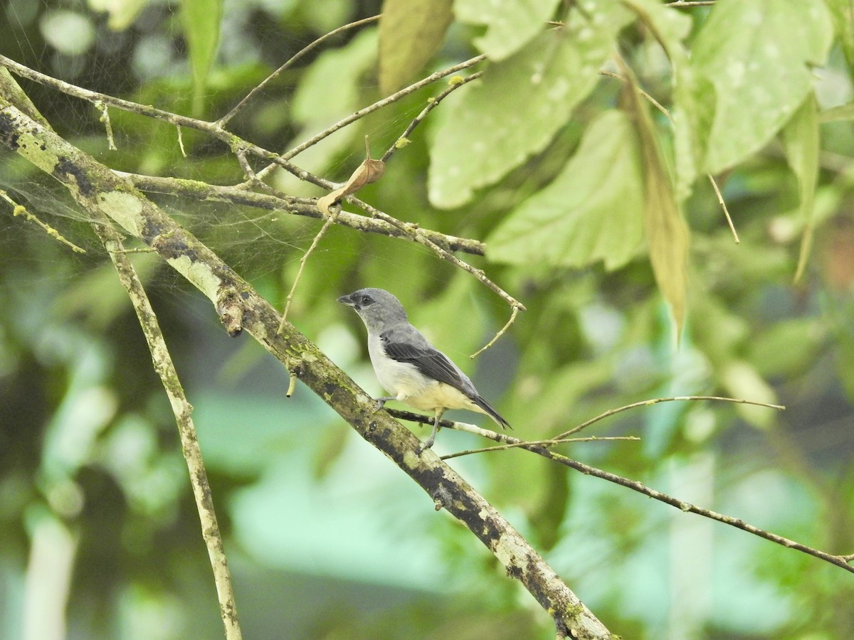 Plain-colored Tanager - ML628003025