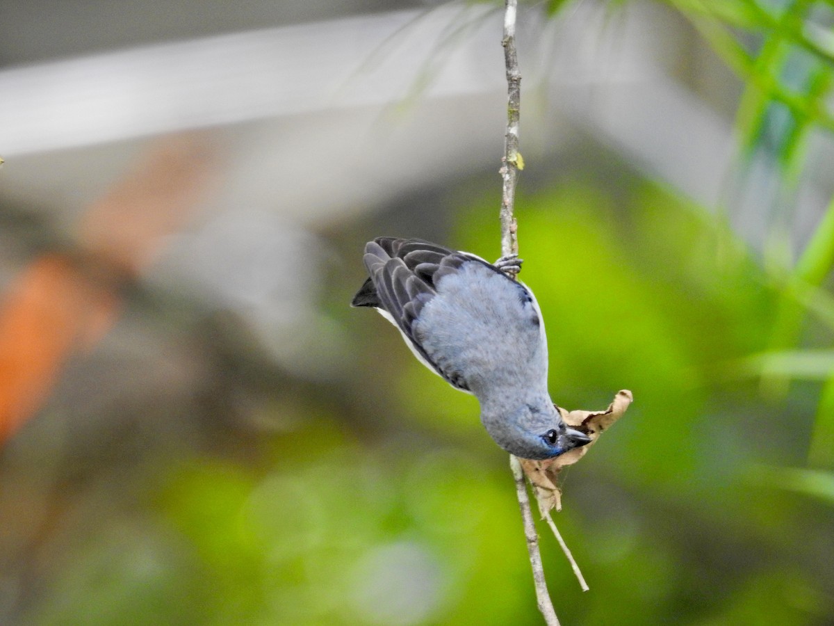 Plain-colored Tanager - ML628003027