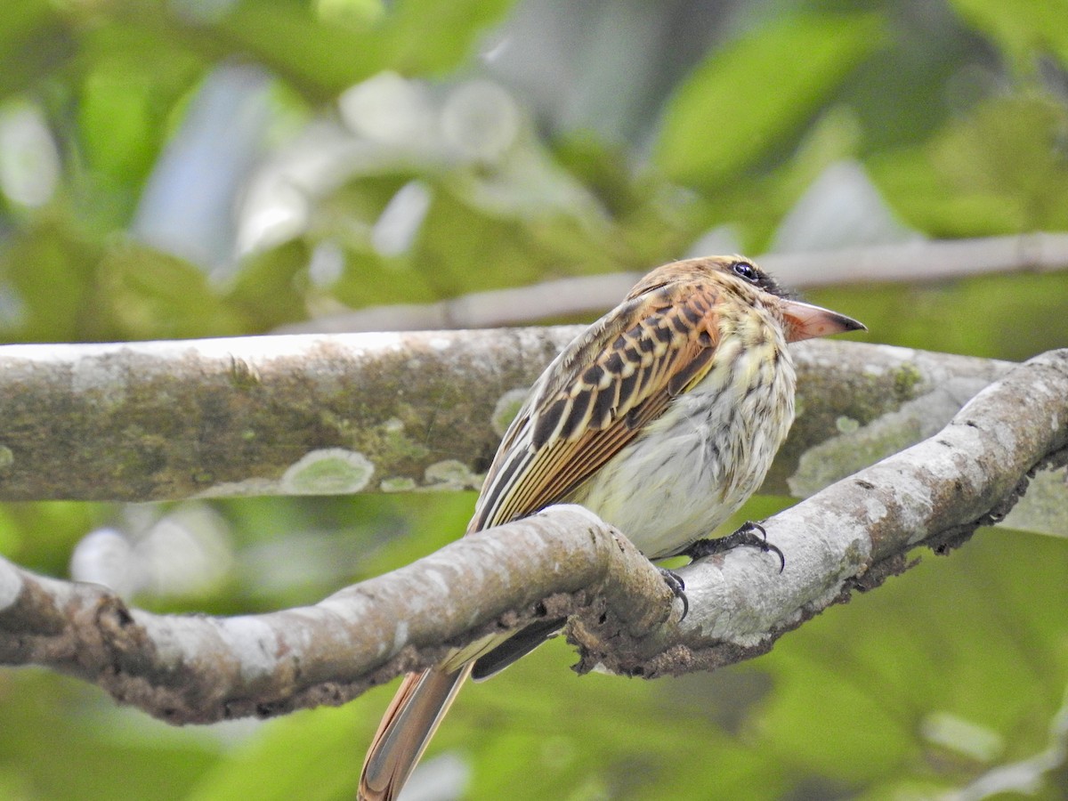 Streaked Flycatcher - ML628003035