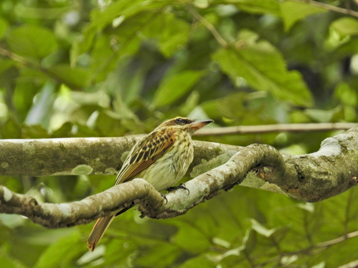 Streaked Flycatcher - ML628003036