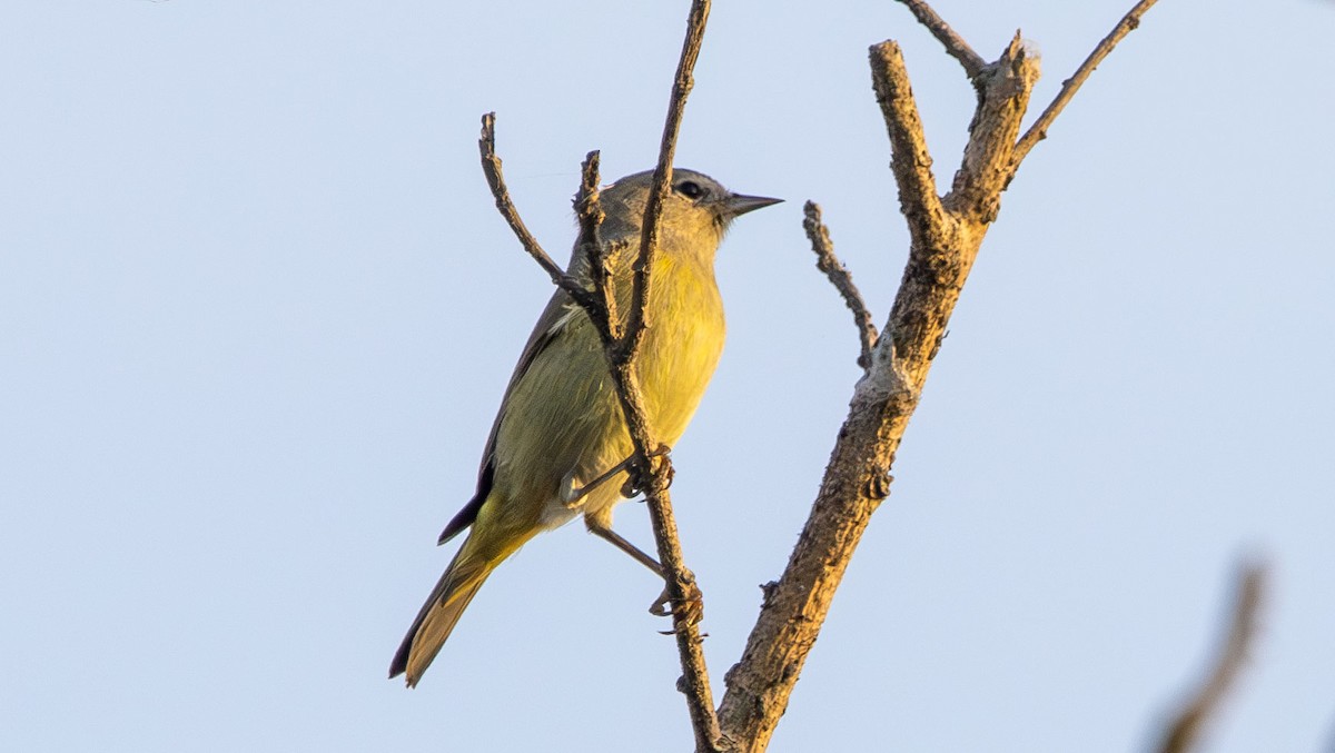 Orange-crowned Warbler - ML628003038