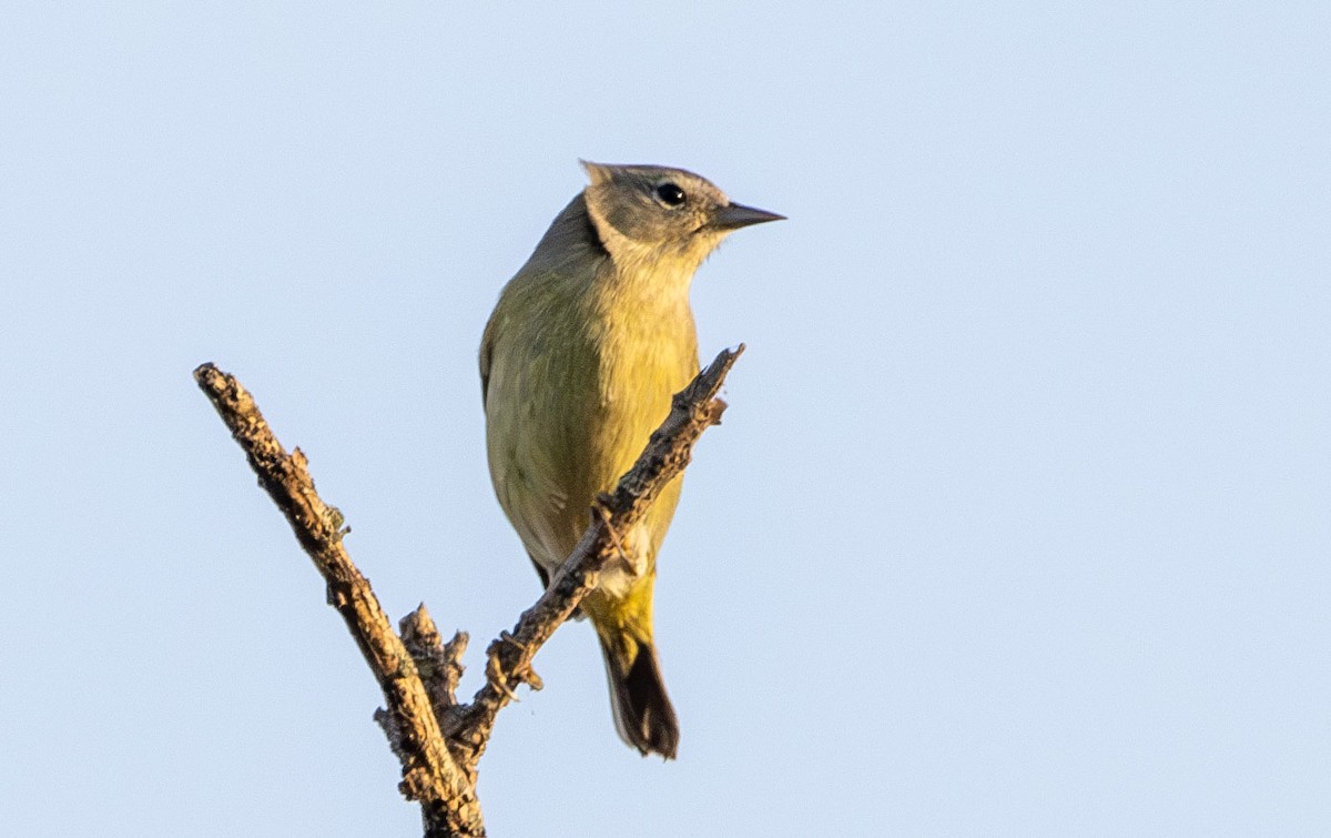 Orange-crowned Warbler - ML628003039