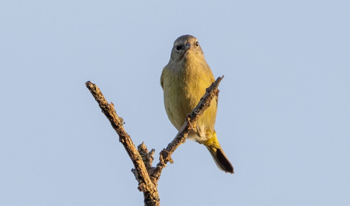 Orange-crowned Warbler - ML628003040